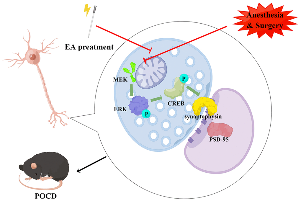 Schematic diagram of the neuroprotective effect of EA pretreatment (drawn by Figdraw, ID: IWWRSae558). EA pretreatment improves synaptic plasticity by activating CREB via the ERK/MAPK pathway in the hippocampal CA1 region, thereby inhibiting cognitive decline caused by surgery and anesthesia in aged rats.