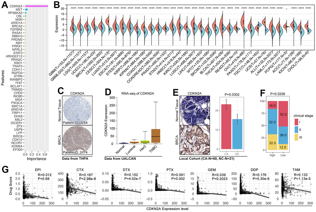 The roles of CDKN2A in oncogenesis and drug sensitivity. (A) Importance analysis displayed CDKN2A ranked top 1 in XGboost-mediated CRG subgroup identification. (B) The expression level of CDKN2A in pan-cancer. (C) IHC of CDKN2A in the breast cancer tissues and adjacent tissues (THPA: https://www.proteinatlas.org). (D) The mRNA expression level of CDKN2A in subtypes of breast cancer (UALCAN: http://ualcan.path.uab.edu/tutorial.html). (E) IHC of CDKN2A from local breast cancer. (F) The relationship between CDKN2A and clinical stage. (G) The relationship between drug score and the expression of CDKN2A.