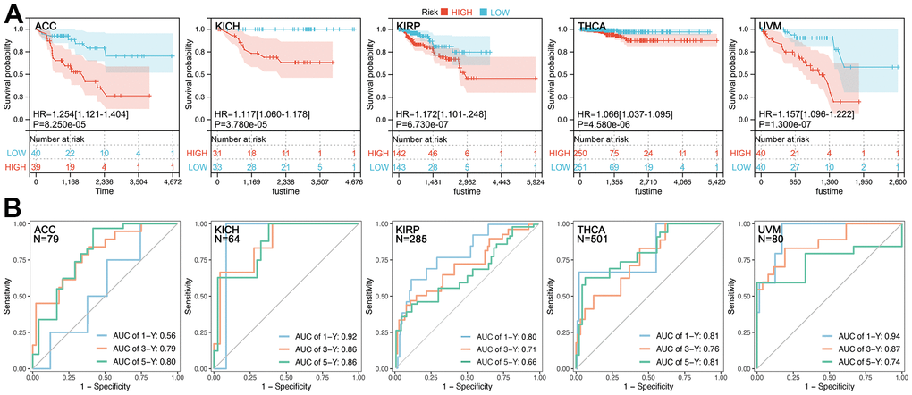 Prognosis hazard and assessment efficiency of CRCGs-based multi-gene risk-score. (A) Higher CRCGScore predicted worse prognosis in ACC (HR=1.254, P=8.250e-05), KICH (HR=1.117, P=3.780e-05), KIRP (HR=1.172, P=6.730e-07), THCA (HR=1.066, P=4.580e-06), and UVM (HR=1.157, P=1.300e-07). (B) ROC values for survival at 1, 3 and 5 years 0.56, 0.79, and 0.80 in ACC, 0.92, 0.86, and 0.86 in KICH, 0.80, 0.71, and 0.66 in KIRP, 0.81, 0.76, and 0.81 in THCA and 0.94, 0.87, and 0.74 in UVM, respectively.