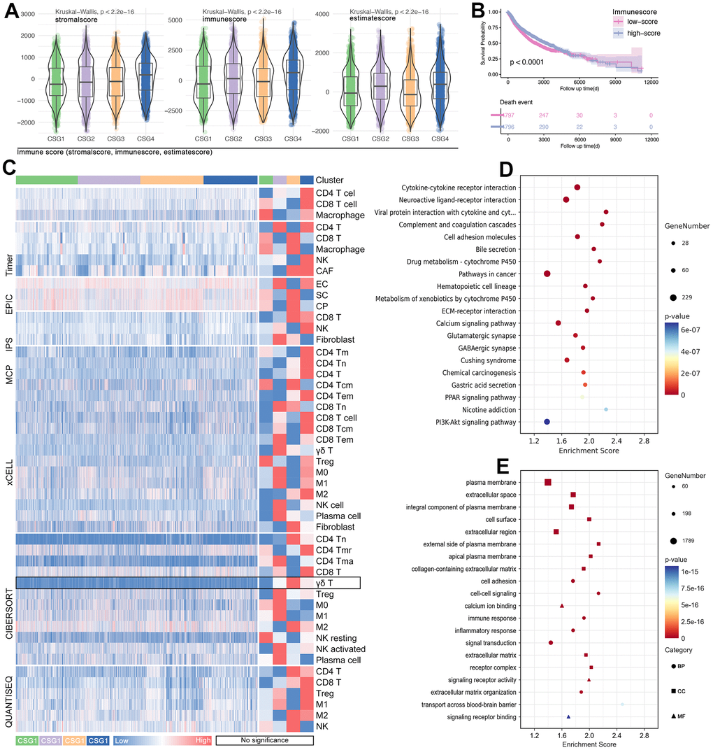 Tumor immunity and pathway features of CRG subgroups. (A) Stormalscore, immunescore, and estimatescore are predicted in R4.2.0. (B) K-M analysis showed the effect of immunescore on prognosis in pan-cancer. (C) Immune cell infiltration in CRG subgroups, including innate immunity and adjust immunity. (D) KEEG and (E) GO analysis showed CRG-related-genes-related molecular pathways.