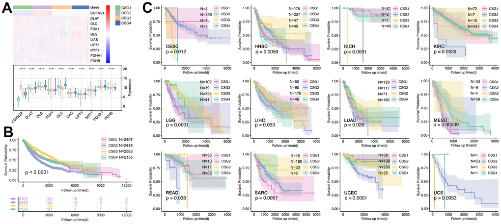 Expression profiles and prognosis features of CRG subgroups. (A) Expression profile of 10 CRGs in CRGs. (B) Prognosis differences of CRG subgroups. (C) CRG subgroup division identified the prognosis differences in single cancers, including CESC, HNSC, KICH, KIRC, LGG, LIHC, LUAD, MESO, READ, SARC, UCEC, and UCS.