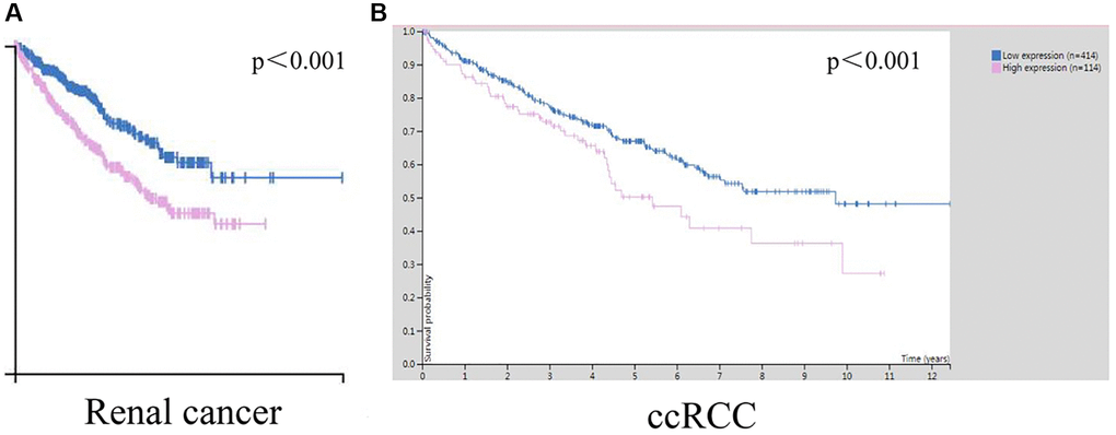 The prognostic value of STK4 in ccRCC patients. The relationships between STK4 transcript levels and OS of patients with renal cancer (A) and ccRCC (B).