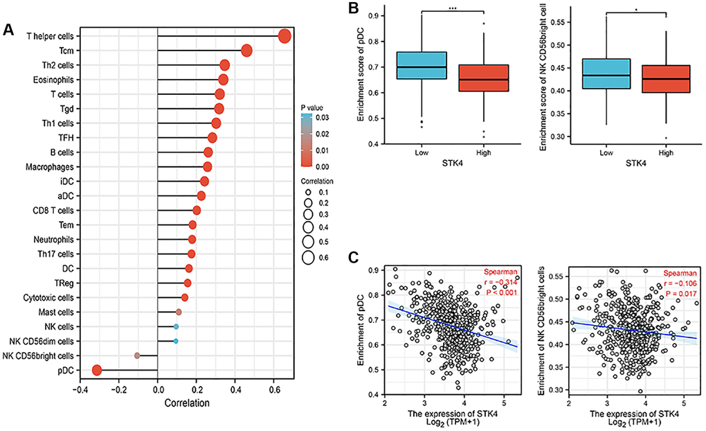 Association between the STK4 expression and immune infiltration in the tumor microenvironment. (A) The forest plot shows the correlation between STK4 expression and multiple immune cells. The absolute value of Spearman r was indicated by the size of the dots. (B) The Wilcoxon rank sum test was used to analyze the difference in pDC and NK cells infiltration levels between STK4 high and low expression groups. (C) The Spearman correlation method was used to analyze the correlation between STK4 expression and pDC and NK cells infiltration.