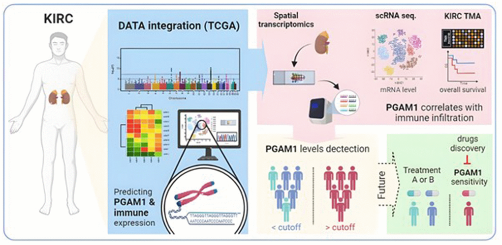 The proposed model depicts the potential significance of PGAM1 in various aspects of KIRC, such as diagnosis, prognosis, tumor immune microenvironment, and potential precision treatments.