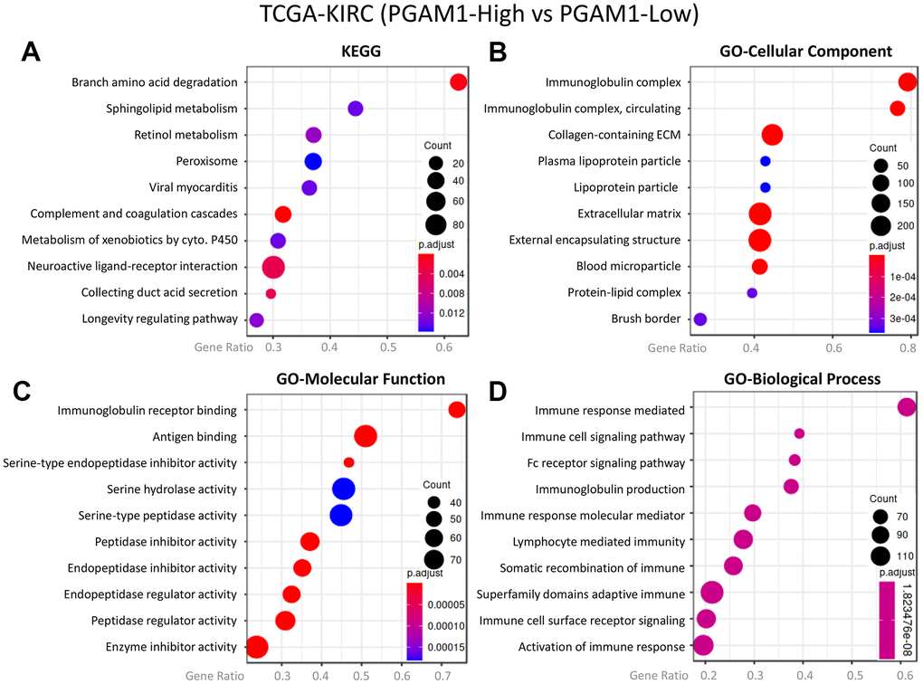 The co-expression genes of PGAM1 in KIRC were subjected to enrichment analysis. The target genes were analyzed using (A) Kyoto Encyclopedia of Genes and Genomes (KEGG) pathway, (B) cellular component, focusing on (C) molecular function and (D) biological process.
