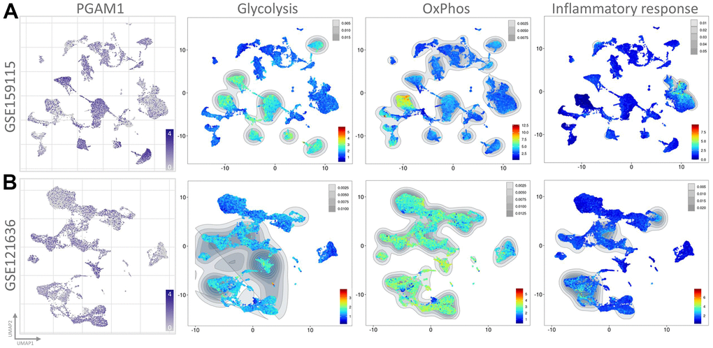 The single-cell transcriptomes of patient-derived cultures treated with PGAM1 were presented. The expression clusters of PGAM1 were visualized using UMAP plots in (A, B), while the UMAP plots of each distinct cluster were analyzed through Gene Set Enrichment Analysis (GSEA).