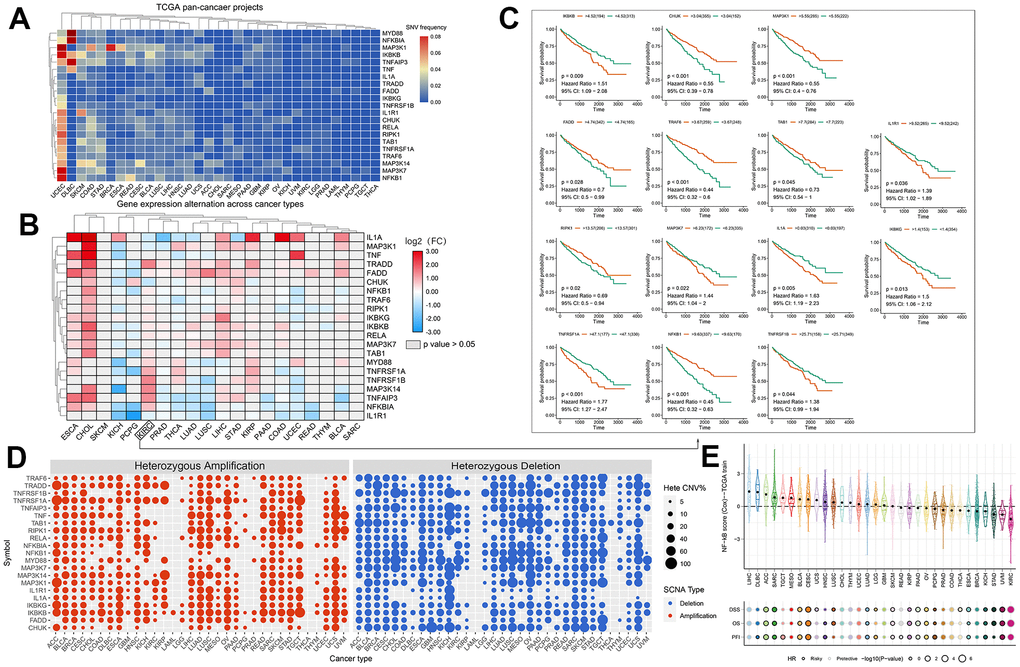 (A) SNV frequencies of 21 NF-κB pathway genes in 32 tumor types. Red and blue indicate high and low frequencies, respectively. (B) Expression levels of the NF-κB-related genes in 20 cancers. The color code bar shows the corresponding value of log2 (FC) on the right, with values ranging from 3.00 to -3.00 from red to blue. (C) Survival curve analysis of all statistically significant KIRC genes in TCGA samples. Red and green represent the high- and low-expression groups, respectively. (D) CNV frequencies of the 21 NF-κB pathway genes in 32 tumor types. Red and blue indicate amplification and loss of CNV, respectively. (E) Prognostic performance of the 11-gene NF-κB score in 32 types of cancers. The center color of the circle indicates the type of cancer, the color of the circle indicates “Risky/Protective”, and the size of the circle indicates statistical differences.