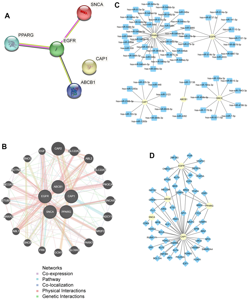 PPI network analysis. (A) PPI network of hub genes. (B) PPI network of functionally similar genes analysis in Hub genes. Black circles with white slashes represent the input hub genes, and other black circles without white slashes represent predicted functionally similar genes; red lines represent physical interactions among genes, purple lines represent co-expression relationships among genes, yellow lines represent shared protein domains among genes, blue lines represent co-localization relationships among genes, and green lines represent genetic interactions among genes. (C) An interaction network of mRNA-miRNA in hub genes. The yellow circle represents mRNA; the blue square represents miRNA. (D) An interaction network of mRNA-TFs in hub genes. The yellow circle represents mRNA; the blue diamond shape represents TFs. PPI, protein-protein interaction; TF, Transcription Factor.