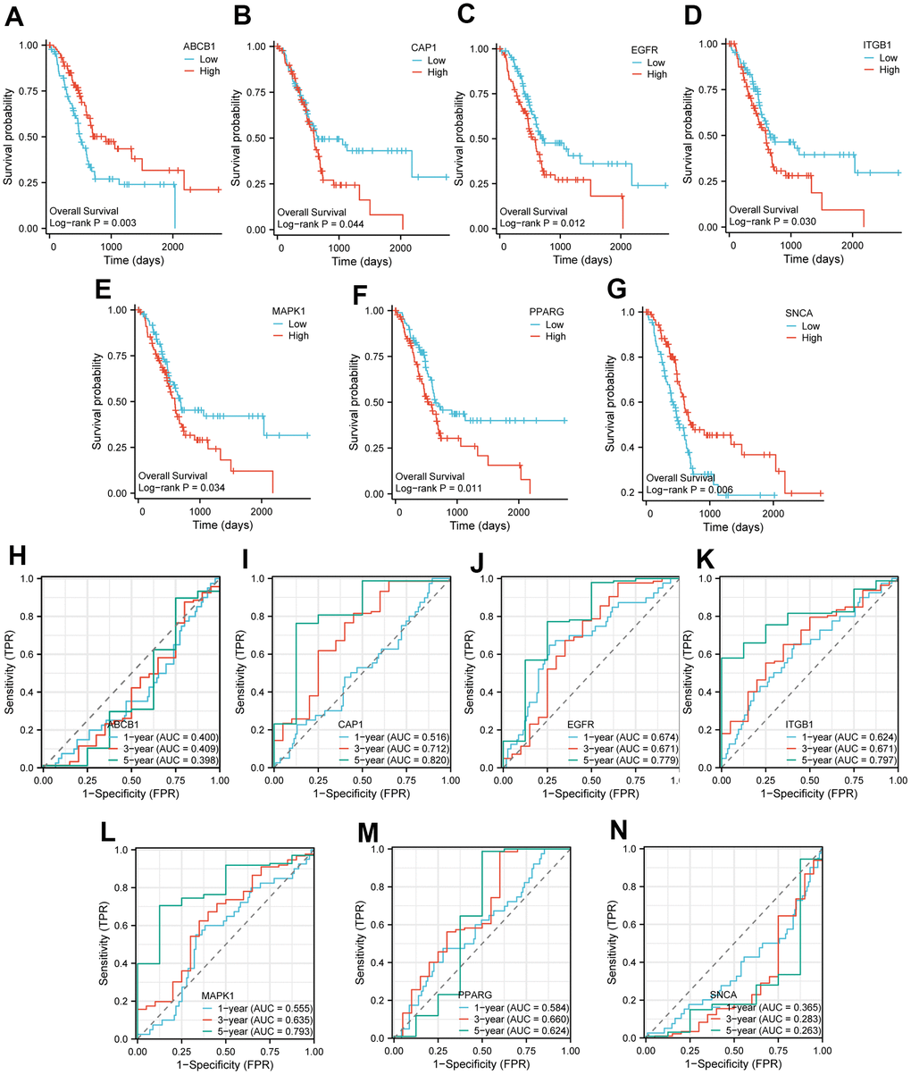 KM curve and time ROC of key genes in TCGA-PAAD. (A–G) The KM curve of the high and low expression groups of Key genes in TCGA-PAAD. Patients with high expression of ABCB1 (A) and SNCA (G) had significantly longer overall survival; patients with high expression of CAP1 (B), EGFR (C), ITGB1 (D), MAPK1 (E) and PPARG (F) had significantly shorter overall survival. (H–N) The time ROC curve of the high and low expression groups of Key genes in TCGA-PAAD. ROC curve showed the efficiency of 7 key gene expression levels to predict the prognosis over time. The X-axis represents a false positive rate, and the Y-axis represents a true positive rate. OS, Overall survival; KM, Kaplan–Meier; ROC, receiver operating characteristic curve.