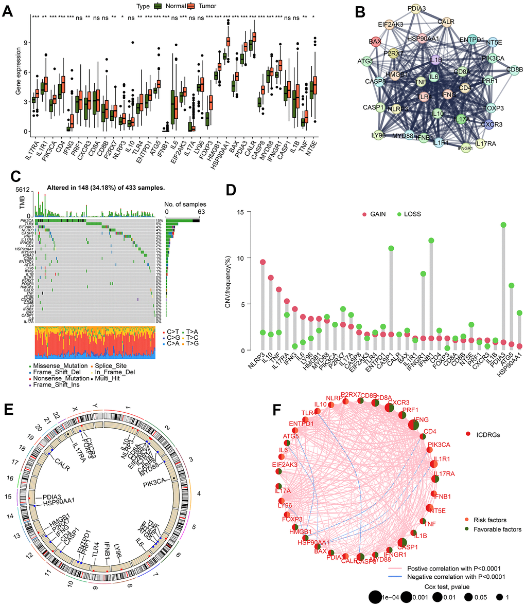 The potential feature of ICDRGs in GC. (A) Difference analysis of 33 ICDRGs in normal and GC tissues. (B) Interaction evaluation of 33 ICDRGs. (C) Mutation landscape of ICDRGs. (D) CNV estimation of ICDRGs in GC. (E) Circle diagram reveals the location of ICDRGs on chromosome. (F) Prognostic value and correlation analysis of ICDRGs.
