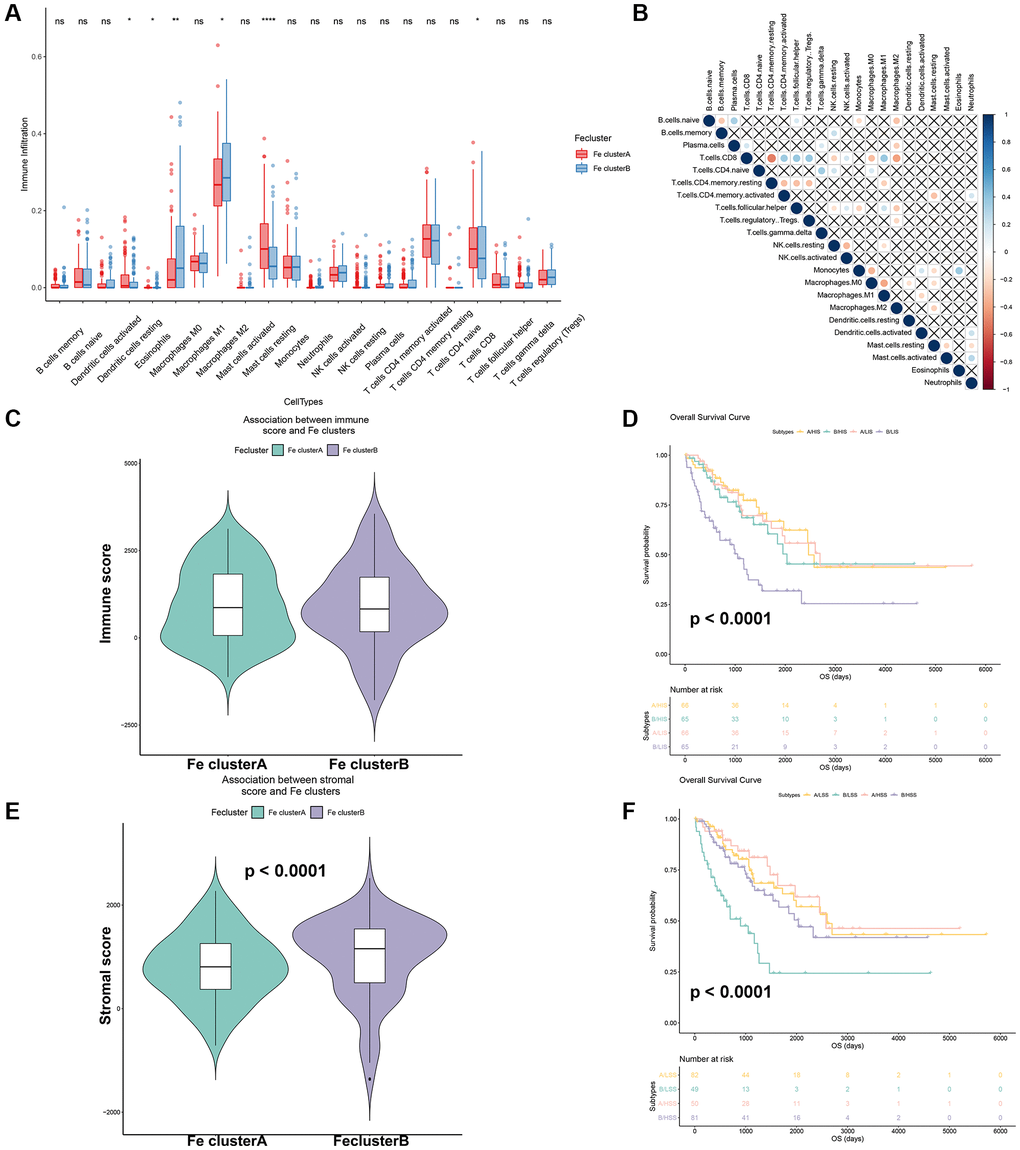Effects of different ferroptosis modification patterns on immune infiltration of STS. (A) Comparison of immune cells-infiltration among Fe clusters A and B. (B) Correlation plot of each immune cells in TCGA-SARC. (C) Comparison of immune score among Fe clusters A and B. (D) Survival analysis of different immune scores among Fe clusters A and B (A: Fe cluster A, B: Fe cluster B, Abbreviations: LSS: Low immune score; HSS: High immune score); (E) Comparison of stromal scores among Fe clusters A and B. (F) Survival analysis of different stromal scores among Fe clusters A and B. (A: Fe cluster A, B: Fe cluster B, Abbreviations: LIS: Low stromal score; HIS: High stromal score); *p **p 