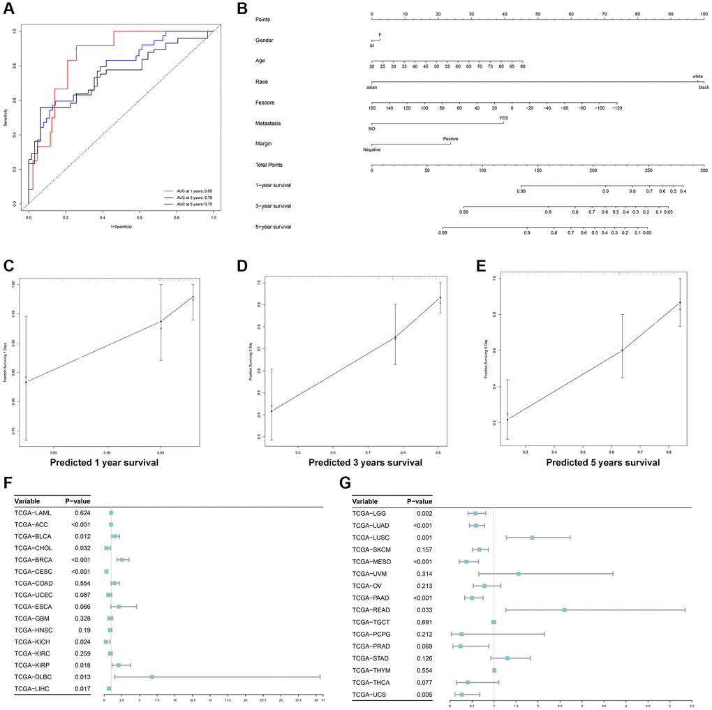Construction of a prognostic nomogram and validation of the Fescore in multiple tumors. (A) ROC curve of Fescore for predicting the 1-year, 3- and 5-years survival of STS. (B) The prognostic nomogram based on gender, age, race, metastasis, margin status and Fescore for predicting the prognosis of STS. (C–E) The calibration curve of 1-year, 3- and 5-years survival of STS. (F, G) Validation of Fescore across 33 types of tumors.