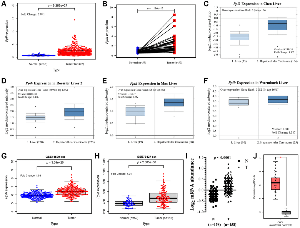 Ppih mRNA expression is significantly upregulated in Hepatocellular carcinoma (HCC) compared with normal tissues. (A) Expression of Ppih in HCC tissues (TCGA) and healthy liver tissues (TCGA) by RNA-Seq. (B) Paired expression data of Ppih mRNA in HCC and adjacent normal tissues by RNA-Seq in TCGA dataset. (C–F) Boxplot showing Ppih mRNA expression in liver (left plot) and HCC tissue (right plot) was derived from the Oncomine database. The fold-change in Ppih expression in HCC was determined using the Oncomine database. The data are HCC relative to normal liver tissue. The threshold was designated using the following specific parameters: p value = 1E-4, fold change = 2, and gene rank 10%. (G, H) Validation of the expression level of Ppih in HCC and normal tissues. GSE14520 and GSE76427 were regarded as the validation set. (I) Expression levels of Ppih mRNA in HBV-related HCC and paired nontumor liver tissues were investigated using RNA-seq (n = 158). These results were obtained from the studies of Gao et al. [17]. (J) mRNA expression of Ppih in cholangiocarcinoma (CHOL) tissues and adjacent normal tissues from the GEPIA 2 database. *p 