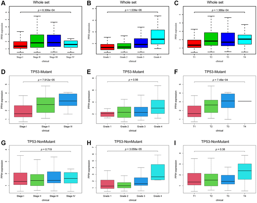 Association with Ppih expression and clinicopathologic characteristics of HCC patients in the TCGA database. (A–C) Box plot evaluating Ppih expression of HCC patients according to different clinical characteristics, including (A) Clinical stage, (B) Grade, and (C) T stage. (D–I) The link between PPIH mRNA expression and clinicopathologic features in HCC patients with or without mutated TP53. Whole set based on TCGA database, including HCC patients with and without TP53 mutations.