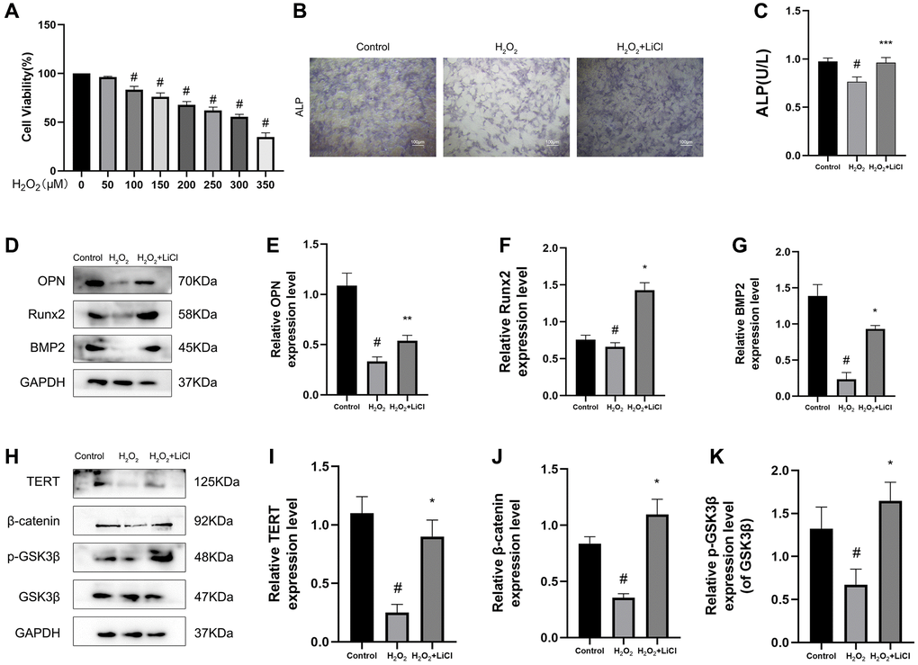 LiCl reverses H2O2-induced inactivation of the Wnt pathway and inhibition of osteogenic differentiation in BMSCs. (A) CCK-8 analysis was conducted to evaluate cell viability after being treated with different concentrations of H2O2 for 6 h. (B) ALP staining in three groups of BMSCs. (C) ALP activity of BMSCs detected by ALP activity assay kit. (D–K) Protein expression levels of TERT, β-catenin, p-GSK3β/GSK3β, OPN, Runx2, BMP2 in BMSCs treated with H2O2 or LiCl by Western blotting. All results are performed as mean ± SD. #P *P **P ***P 2O2 group, n = 6.