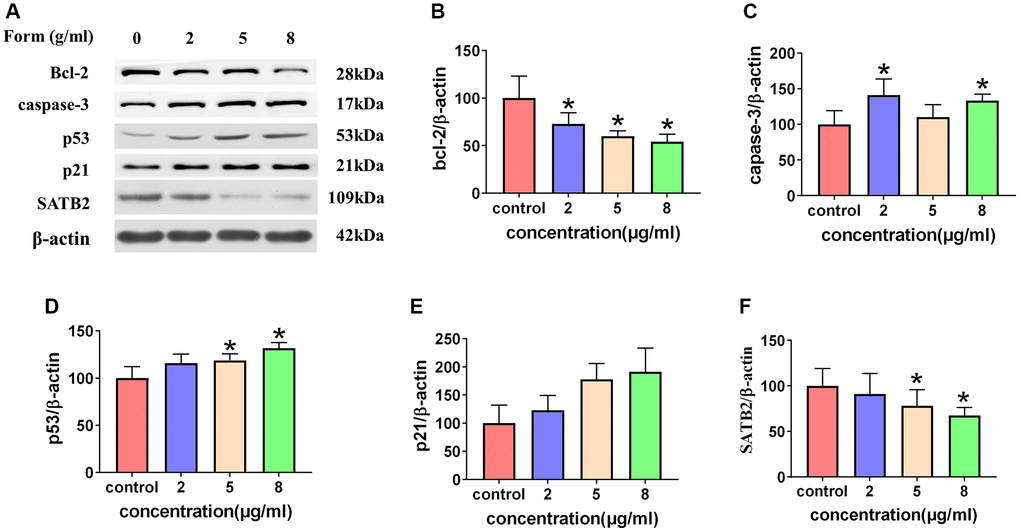 (A) Western blotting results showing expression of cleaved caspase-3, p21, and p53. Formononetin inhibited bcl-2 expression (B) and induced the expression of cleaved caspase-3 (C) through the p21/p53 (D, E) pathway and inhibited the expression of SATB2 (F). Data are presented are the means ± SD of three independent experiments. *p 