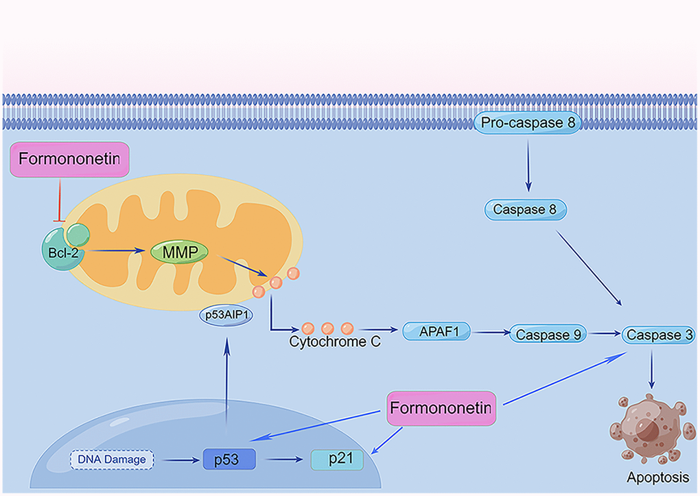 Formononetin regulates apoptosis-related mitochondrial pathways in MG63 cells. ⊥, inhibition/downregulation; ↑, upregulation/activation. By Figdraw (http://www.figdraw.com/).