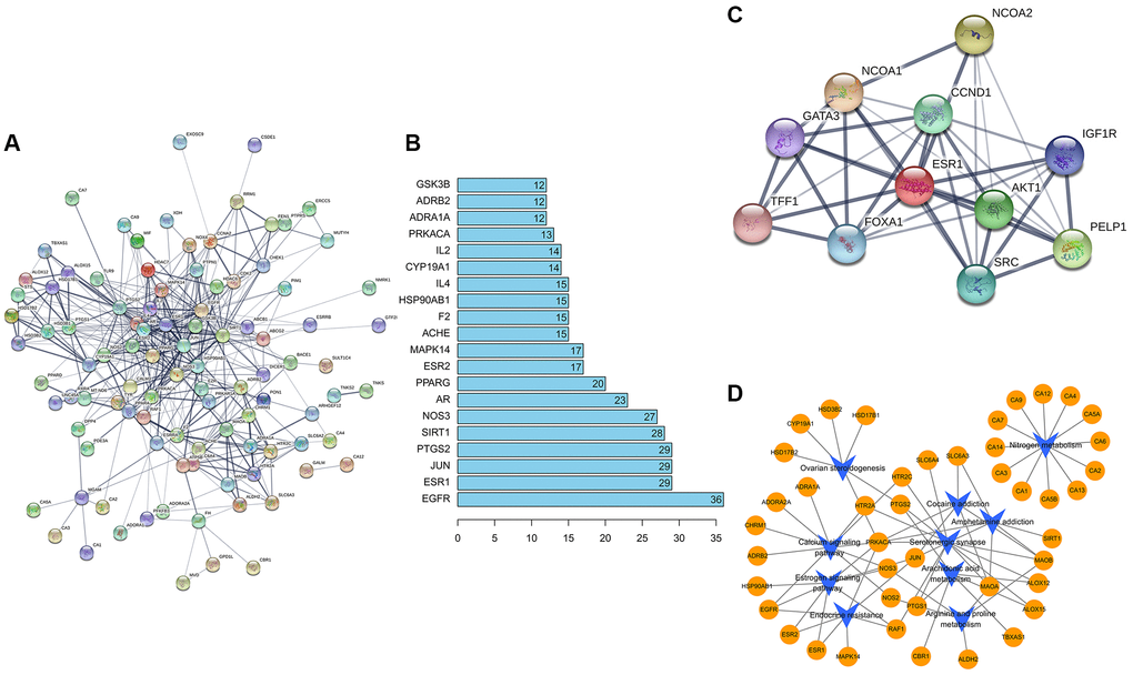 (A) Construction of formononetin network. (B) The abscissa represents the number of related pairs of genes in the network diagram. (C) The ESR1 protein interaction diagram. (D) The formononetin targets gene network.