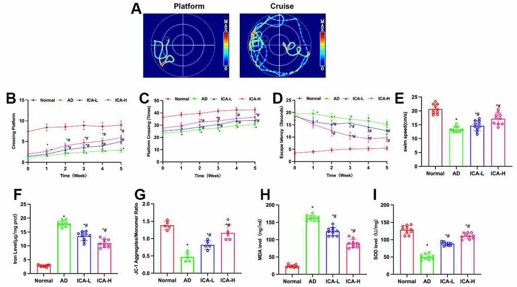 ICA improves cognitive behavior in AD mice. (A–E) Morris water maze (n= 10). Compared to the Normal mice, AD mice exhibited longer escape latency, fewer platform crossings and shorter swimming distance. ICA could shorten the escape latency, increase the number of platform crossings and prolong the swimming distance. *P#PF, G) Iron content and JC-1 (n=10). In AD mice, the polymer/monomer ratio was downregulated, while the iron ion content was upregulated. ICA could lower the iron ion content in the brain, enhance the polymerization level and increase the polymer/monomer ratio. *P#PH, I) SOD and MDA (n=10). Compared to the Normal mice, the AD mice exhibited downregulated SOD and upregulated MDA. ICA could resist oxidative damage, inhibit the MDA level and elevate the SOD level. *P#P