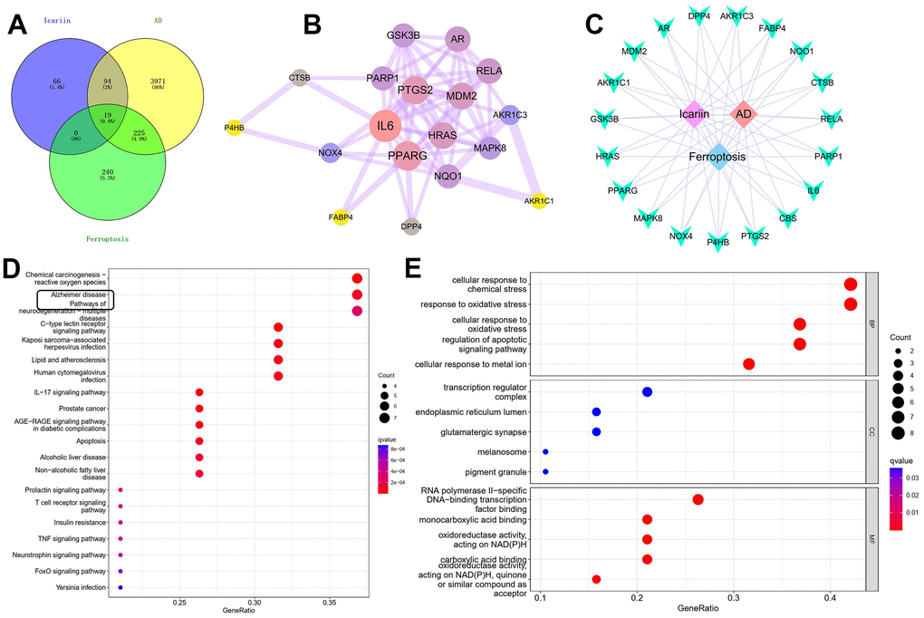 Network pharmacological analysis of ICA targets. (A, B) PPI network construction and topological analysis revealed that MDM2 may be a common target of ICA in AD and ferroptosis. (C) Construction and visualization analysis of “medicinal material–component–target” network. (D, E) GO and KEGG enrichment analyses.