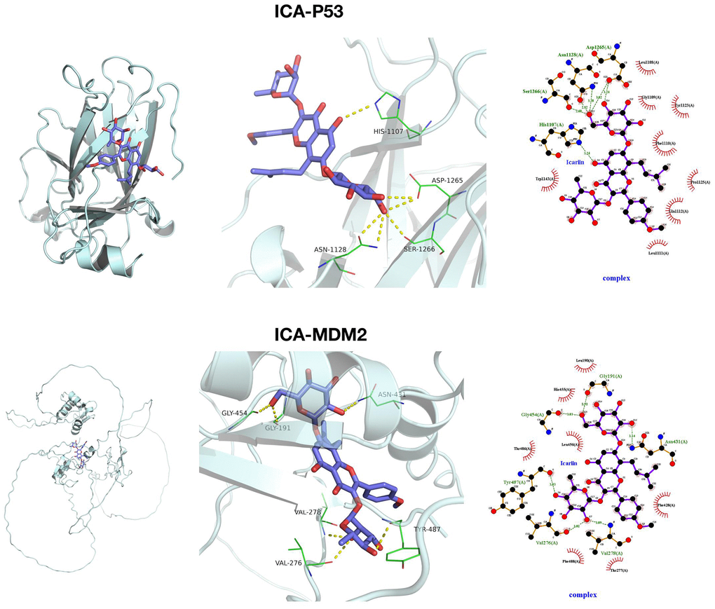 Target relationship between ICA and MDM2. Small molecule docking models of ICA, P53 and MDM2.