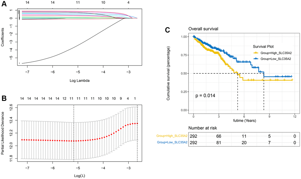 The acquisition of the important gene SLC35A2 related to the prognosis. (A, B) When the partial likelihood deviation reaches a minimum, the optimal λ is determined and the LASSO coefficients of the most useful prognostic genes are further generated. (C) Survival analysis of TCGA database cohort. The results indicated that high expression of SLC35A2 was related to poor prognosis in colorectal cancer (p = 0.014).