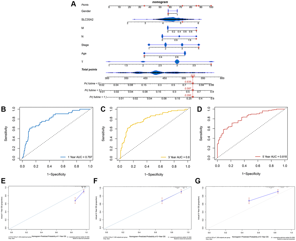 Construction of a nomogram to predict prognosis of patients with colorectal cancer. (A) Based on SLC35A2 expression and clinical characteristics of patients “TCGA-AA-A02K”, a nomogram was constructed. The 1, 3 and 5-years mortality rates of patient “TCGA-AA-A02K” were 0.292, 0.587 and 0.839, respectively. (B–D) The AUC of this nomogram with 1, 3 and 5-year ROC curves were 0.797, 0.8 and 0.818, respectively. (E–G) Calibration curves of 1, 3, and 5 years indicated that the nomogram was able to accurately predict colorectal cancer patients’ survival.