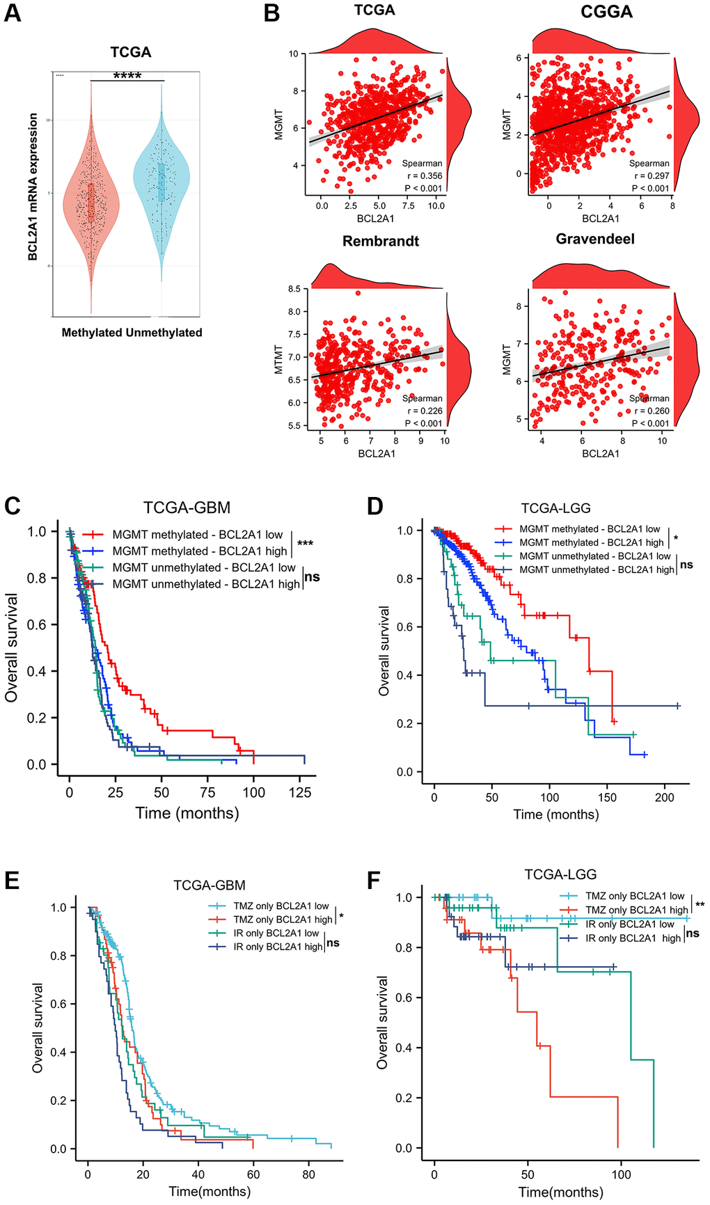 BCL2A1 was an independent predictor of response to temozolomide in gliomas. (A) BCL2A1 expression in gliomas with methylated or unmethylated MGMT promoters. (B) The correlation between BCL2A1 and MGMT expression in public datasets. (C, D) Effect of BCL2A1 on the prognosis of patients with GBM and LGG with different MGMT promoter methylation statuses. (E, F) Effect of BCL2A1 on the prognosis of glioma patients who received TMZ chemotherapy or IR alone. Abbreviations: IR: ion radiotherapy; ns: non-significant. *P **P ***P ****P 