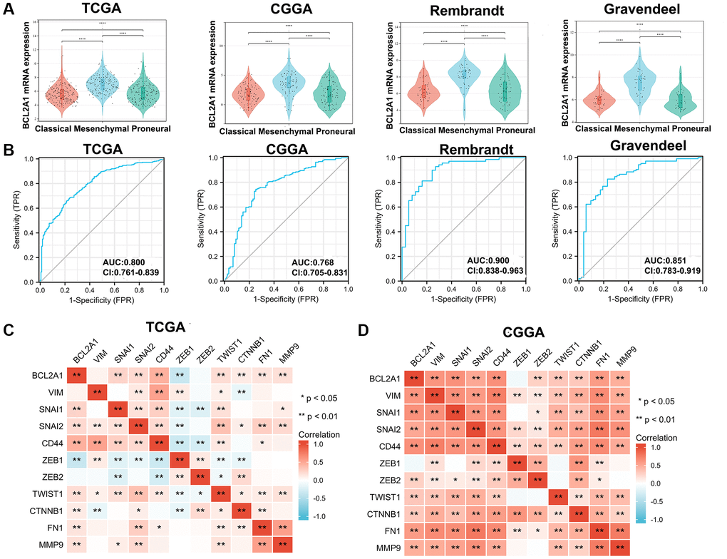 BCL2A1 was associated with GBM of the mesenchymal subtype. (A) TCGA, CGGA, Rembrandt and Gravendeel datasets were used to investigate the expression of BCL2A1 in GBM with different subtypes. (B) Accuracy of BCL2A1 in predicting the mesenchymal subtype as determined using ROC curves. (C, D) The Spearman correlation method was used to explore the relationship between BCL2A1 and mesenchymal-related markers in TCGA and CGGA. Abbreviations: AUC: area under the curve; ROC: receiver operating characteristic. *P **P ****P 