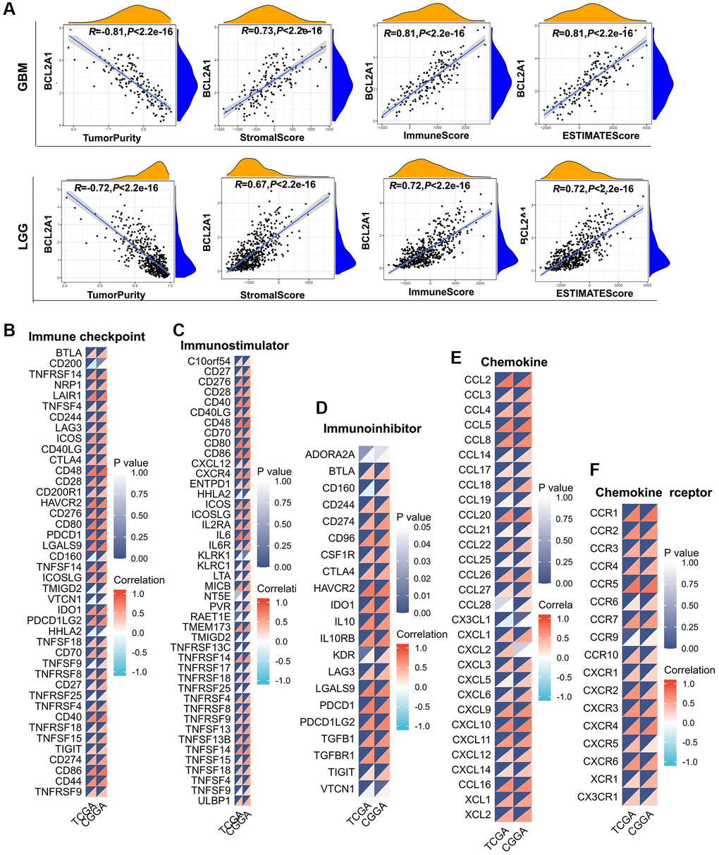 BCL2A1 was associated with immune infiltration and immune-related markers in gliomas. (A) Correlation between BCL2A1 expression and tumor purity, stromal score, immune score and ESTIMATE score in GBM and LGG. (B) Correlation between BCL2A1 expression and immune checkpoint gene expression. (C) Correlation between BCL2A1 expression and immune activation gene expression. (D) Correlation between BCL2A1 and immunosuppressive genes. (E) Correlation between BCL2A1 and chemokines. (F) Correlation between BCL2A1 and chemokine receptors.