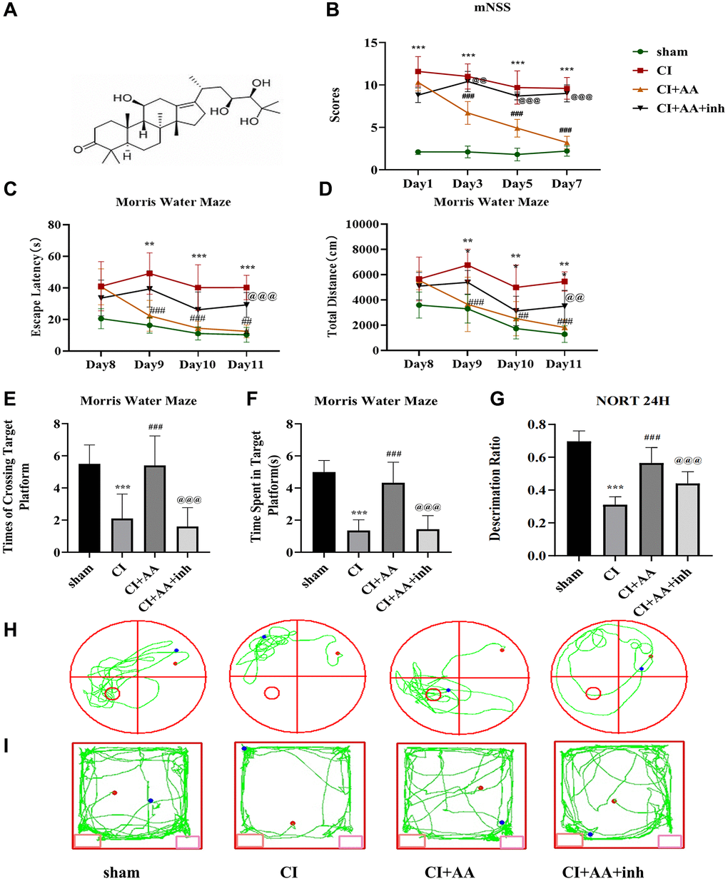 Alisol A improved neurological deficits and cognitive impairment after CI. (A) The molecular formula of alisol A. (B) Neurobehavioral function of mice was evaluated by mNSS at 1, 3, 5, and 7 days after CI, n = 10. (C) Escape latency of each group in the MWM training stage. (D) Total distance traveled by each group in the MWM training stage. (E) Frequency of crossing the target quadrant of each group in the MWM test. (F) Time spent in the target quadrant of each group in the MWM test. (G) Discrimination ratio of each group in NORT. (H) Representative tracking images in the MWM test. (I) Representative tracking images in NORT, n = 10. Data are shown as the mean ± SD. **P ***P ##P ###P @@P @@@P 
