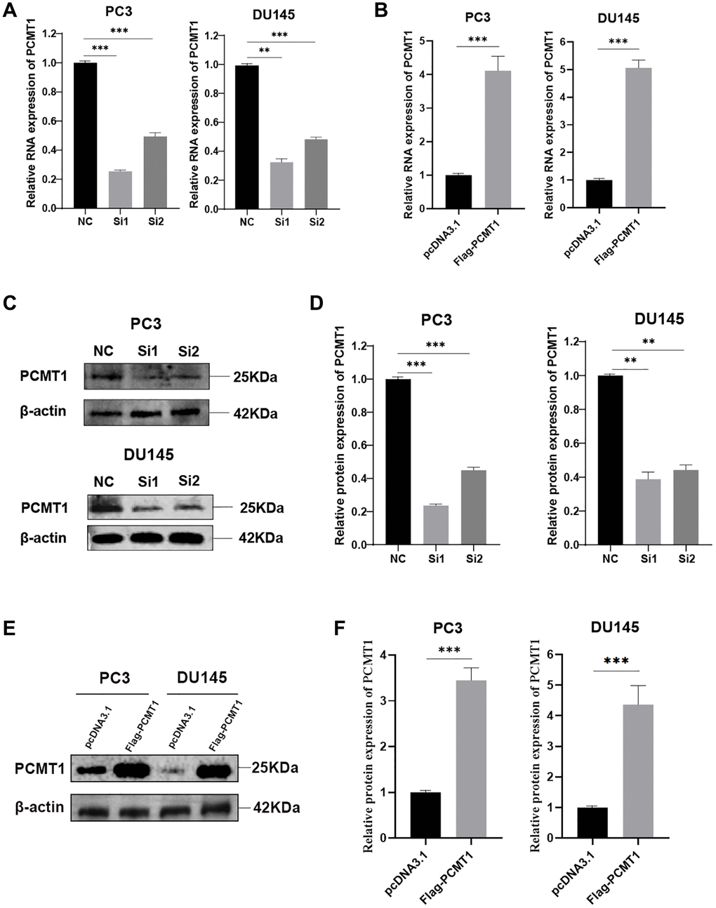 PC3 and DU145 cells transfected with siRNA-PCMT1 down-regulated PCMT1 expression and Flag-PCMT1 up-regulated PCMT1 expression. (A, B) siRNA-PCMT1 transfection down-regulated PCMT1 mRNA expression of PC3 and DU145 cells, respectively. (C, D) siRNA-PCMT1 transfection down-regulated PCMT1 protein expression of PC3 and DU145 cells. (E, F) Flag-PCMT1 transfection up-regulated PCMT1 protein expression of PC3 and DU145 cells. Data are presented as mean ± SD of at least three experiments. **P ***P 