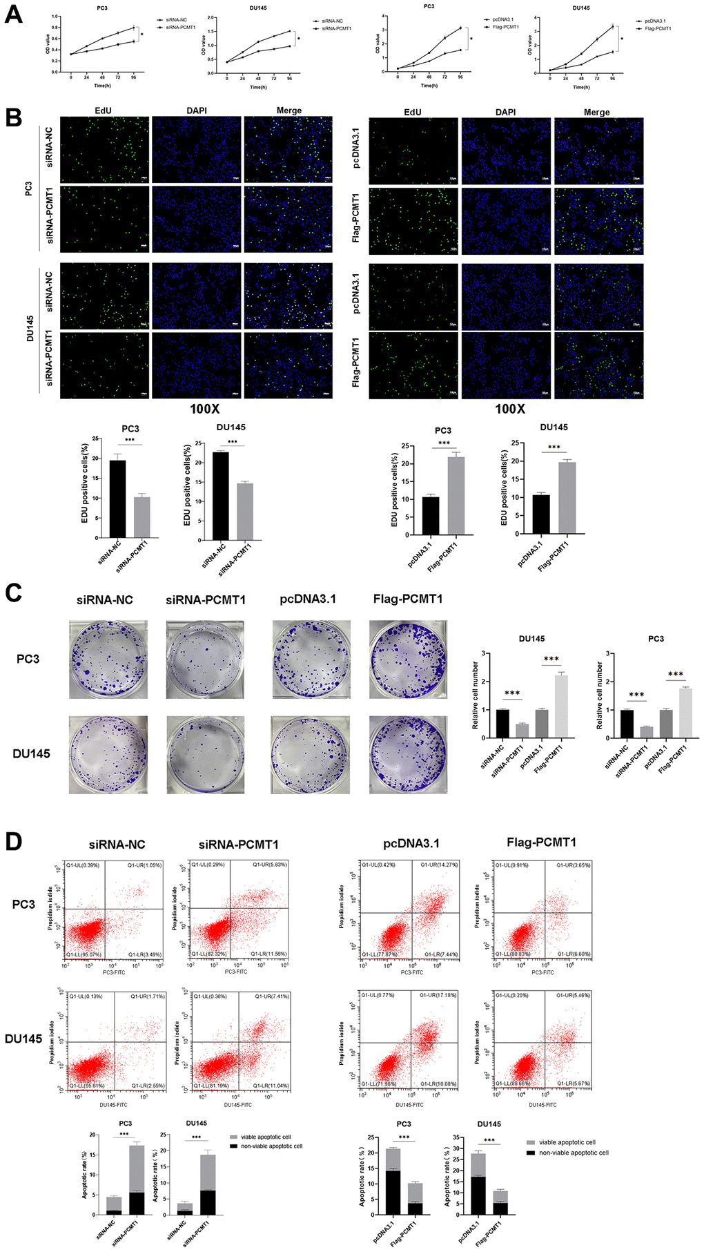 Impact of PCMT1 inhibition on the proliferation and apoptosis of PCa cells. (A, B) Effect of PCMT1 inhibition and overexpression on PCa cell proliferation measured by a CCK-8 assay or EdU assay. (C) Effect of PCMT1 inhibition and overexpression on PCa cell proliferation measured by a colony formation experiment. (D) Effect of PCMT1 inhibition and overexpression on PCa cell apoptosis measured by a flow cytometry assay. Data are expressed as mean ± SD of at least three experiments. ***P 