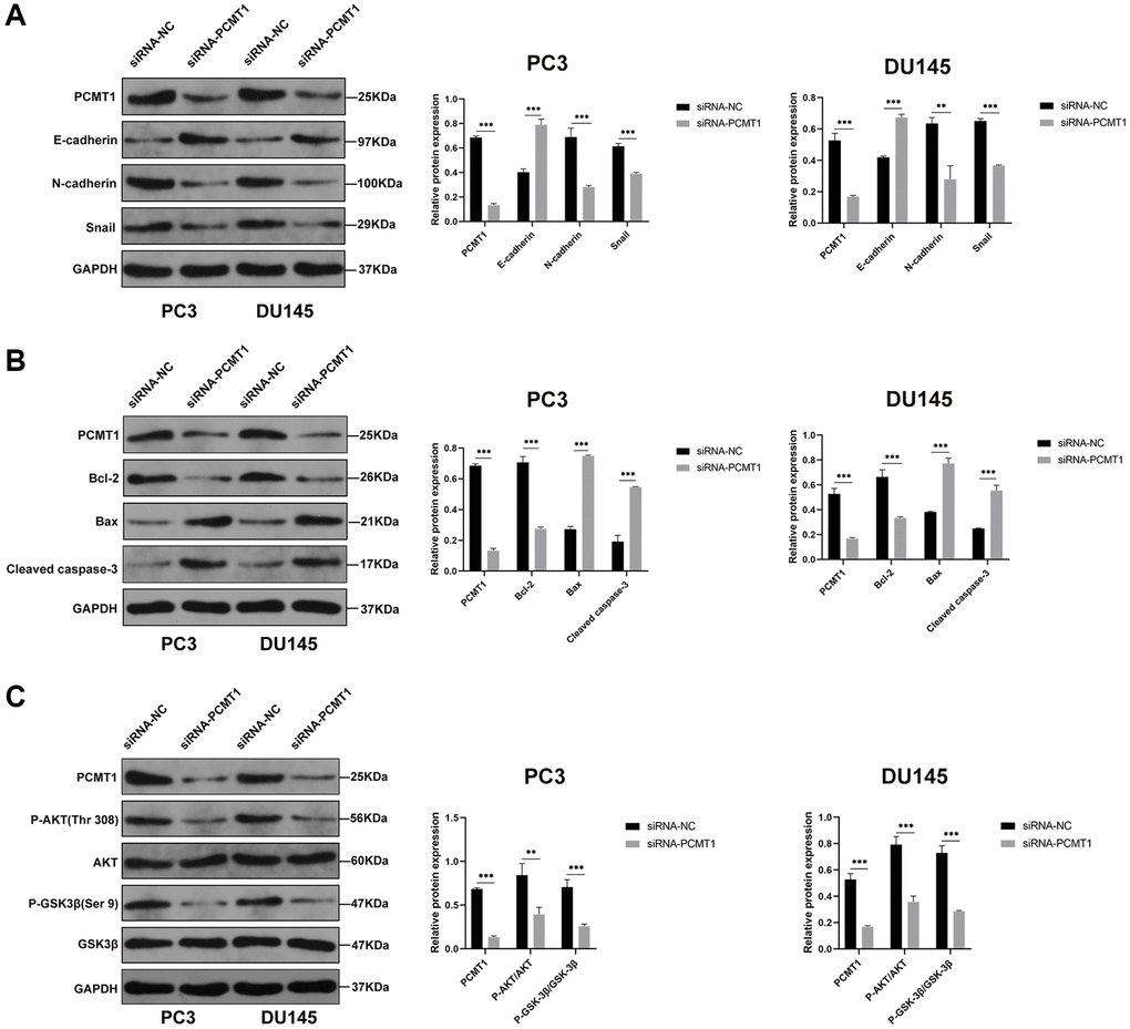 PCMT1 regulates the EMT and apoptosis of PCa cells by modulating the PI3K/AKT/GSK-β signaling pathway. (A) Protein expression of factors involved in EMT, and quantification of the protein levels. (B) Protein expression of factors involved in apoptosis, and quantification of the protein levels. (C) Protein expression of P-AKT, AKT, P-GSK-3β, and GSK-3β, and quantification of the protein levels. Data are expressed as mean ± SD of at least three experiments. **P ***P 
