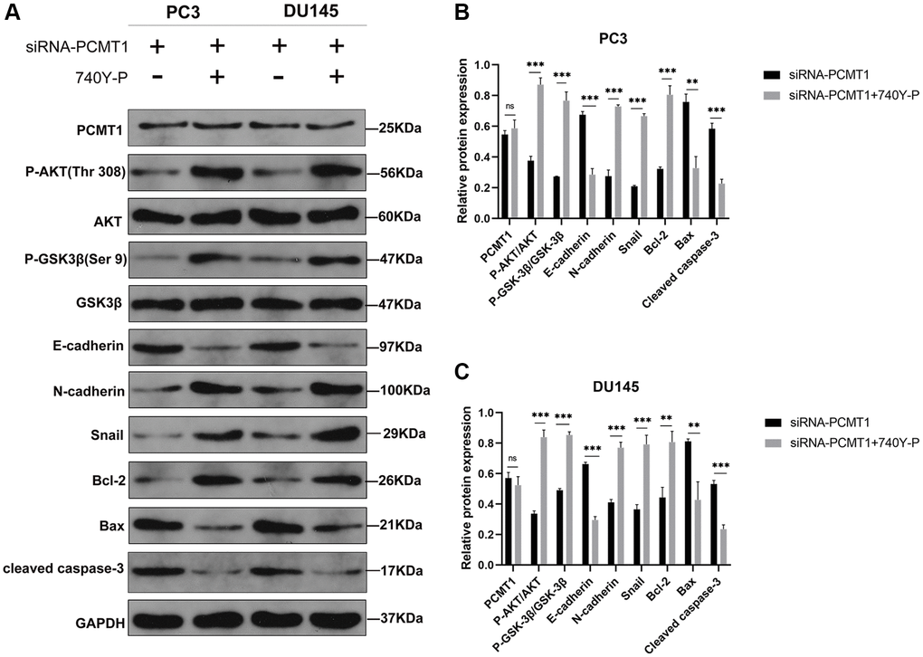 PI3K/AKT signaling pathway activator 740Y-P affects the protein expression of related factors in siRNA-PCMT1 PCa cells. (A) Protein expression of E-cadherin, N-cadherin, Snail, Bax, Bcl-2, cleaved caspase-3, P-AKT, AKT, P-GSK-3β, and GSK-3β; in PC3 and DU145 cell lines. (B, C) Quantitative analysis of the protein expression levels in PC3 and DU145 cell lines. Data are expressed as mean ± SD of at least three experiments. **P ***P 