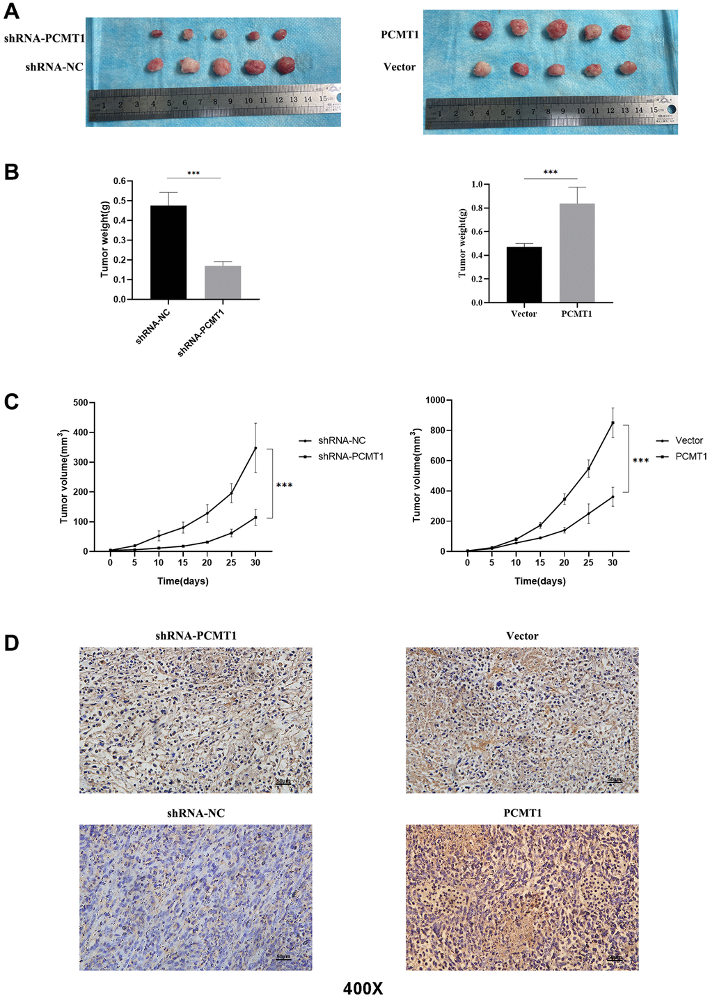 PCMT1 can affect the proliferation of prostate cancer cells in vivo. (A) Comparison of tumor tissue size in different groups of nude mice. (B) Comparison of tumor weights in different groups of nude mice. (C) The tumor volume was calculated at each time point. (D) PCMT1 protein expression in nude mice tumor tissues (IHC, ×200). Data are expressed as mean ± SD of at least three experiments. ***P 