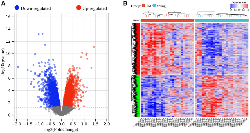 Identification of differentially expressed genes in skin aging. (A) Volcanic map of differential expression analysis. (B) The expression heat map of DEGs.