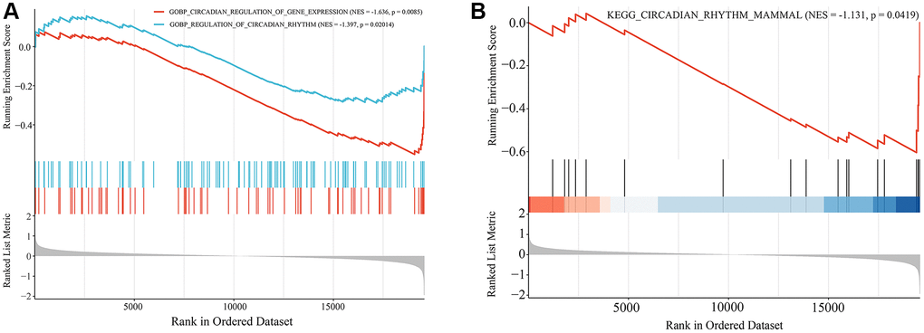 Gene set enrichment analysis (GSEA) of GSE85358 dataset. (A) Biological processes associated with circadian rhythms. (B) KEGG signaling pathways associated with circadian rhythms.