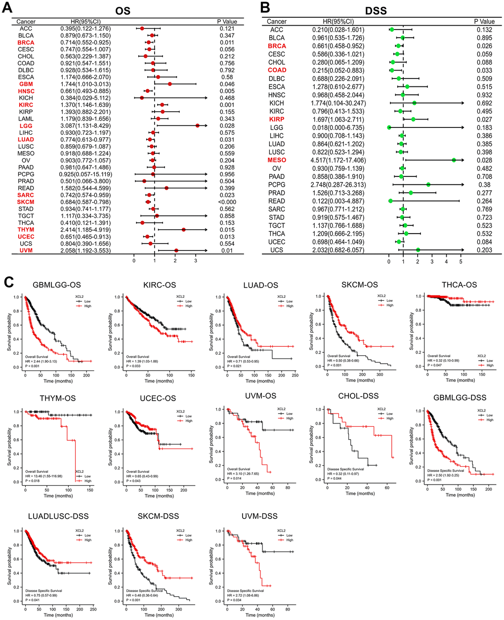 The univariate Cox regression and Kaplan–Meier survival analyses of XCL2 in pan-cancer. (A) The relationship between XCL2 expression levels and OS in various cancer types through single variate Cox regression analysis using TCGA database; (B) The relationship between XCL2 expression levels and DSS in various cancer types through single variate Cox regression analysis using TCGA database; (C) Kaplan–Meier analysis of the association between XCL2 expression and OS/DSS.