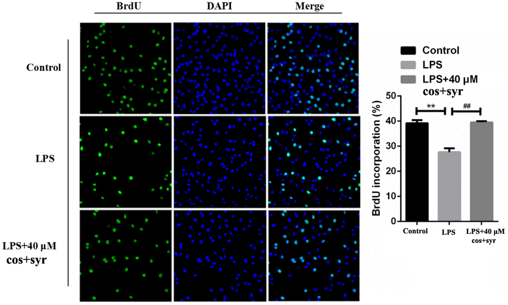 Effects of syr+cos on L-02 cell proliferation by BrdU immunofluorescence detection (100×). Note: The data represent the mean ± SD per group. **P ##P 