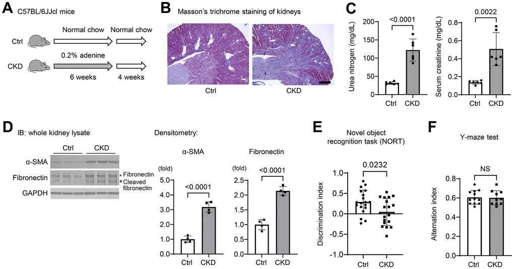 Chronic kidney disease causes loss of spatial working memory in mice. (A) Establishment of a CKD model in mice by providing wild-type C57BL/6JJcl mice a diet containing 0.20% adenine for six weeks. (B) Masson’s Trichrome staining showed tubulointerstitial fibrosis and diffuse tubular dilations in the kidneys of adenine-treated mice. Scale bar, 500 μm. (C) Serum urea nitrogen and creatinine, indicating uremic solutes, were elevated in CKD (n = 6 for each group). (D) The protein expression levels of α-smooth muscle actin (α-SMA) and fibronectin with cleaved fibronectin were elevated in the kidney tissues of CKD mice (n = 4 for each group). (E) We performed the novel object recognition test. The discrimination index, which represents a spatial reference memory, was significantly decreased in the CKD group compared with the control group (n = 19 in the control group; n = 18 in the CKD group). (F) The percentages of spontaneous alternation in the Y-maze test were not significantly different between the two groups (n = 12 in the control; n = 10 in the CKD group, respectively). Data are presented as mean ± standard deviation of the mean. Normality was assessed with the Shapiro–Wilk test. Statistical significance between the two groups was evaluated using an unpaired t test. P 