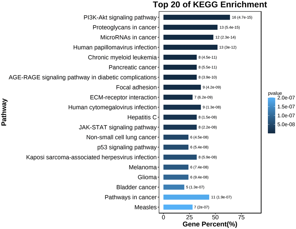 KEGG pathway enrichment analysis of the hub gene.