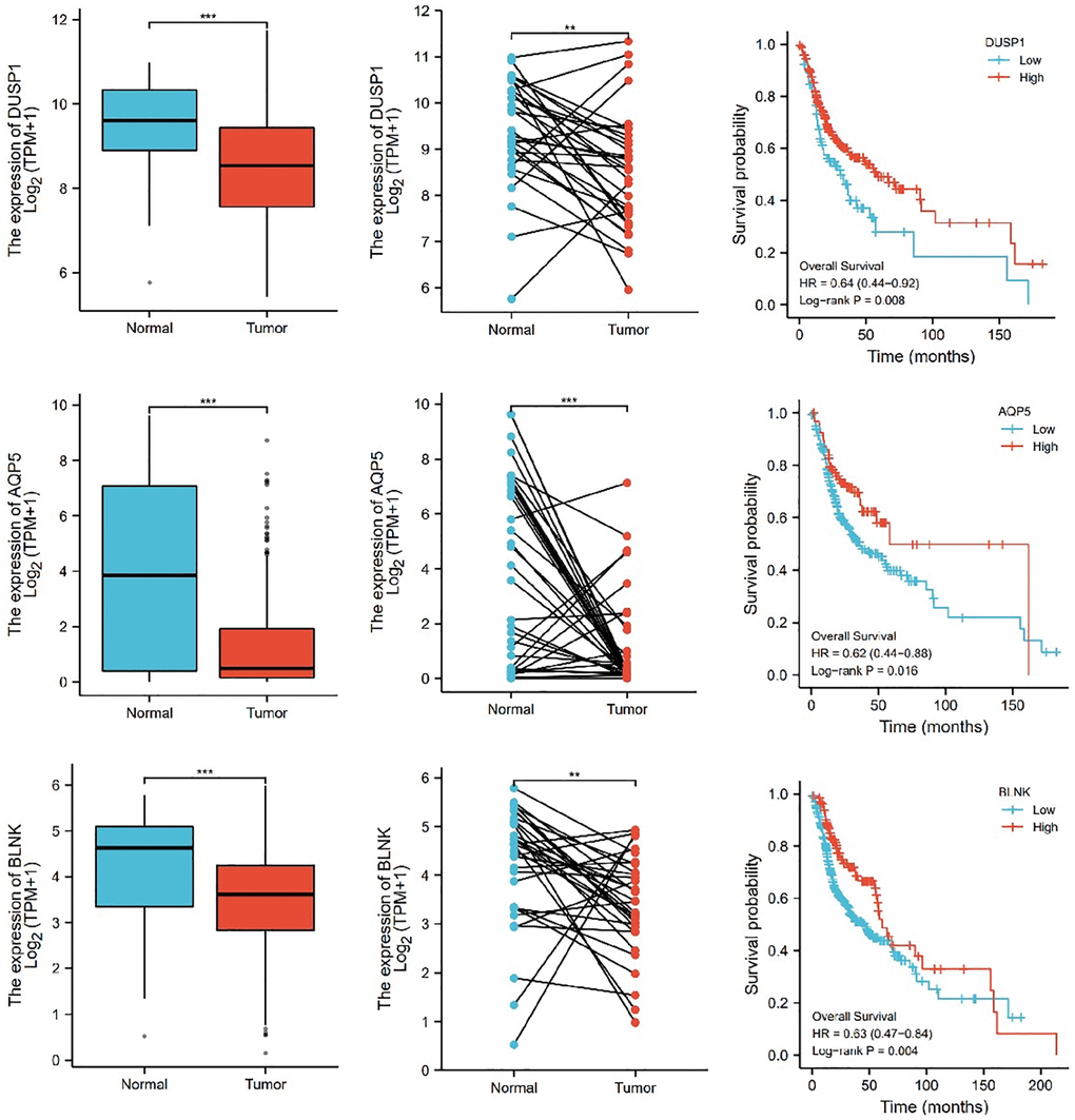The relative expression levels of 3 (DUSP1, AQP5, BLNK) genes in cancer tissues and normal tissues, and their influence on survival probability. ***P 