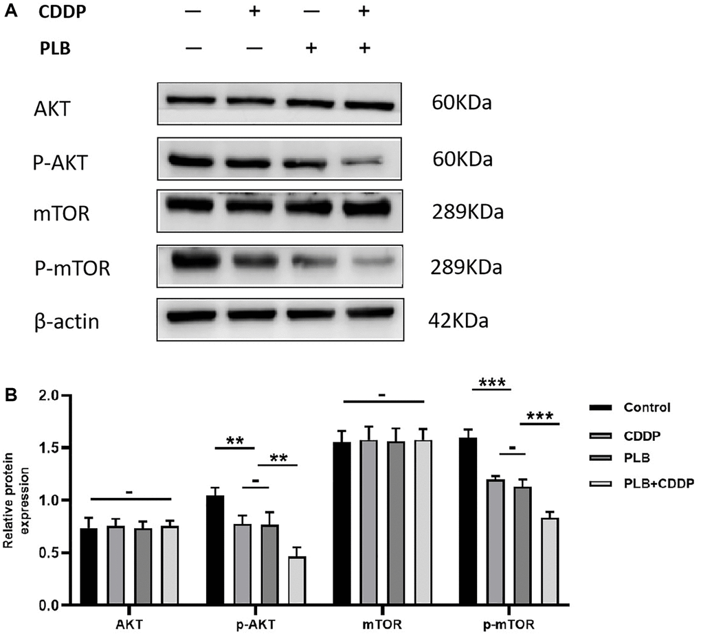 Administration of plumbagin affected Akt/mTOR expression in TSCC PDX models. (A) The expression level of AKT, p-AKT, mTOR and p-mTOR were measured by Western blotting. (B) The histograms indicate the relative expression levels of p-AKT/AKT, p-mTOR/mTOR. The quantitative data are shown as the mean ± SD of 3 independent experiments. ***P **P 
