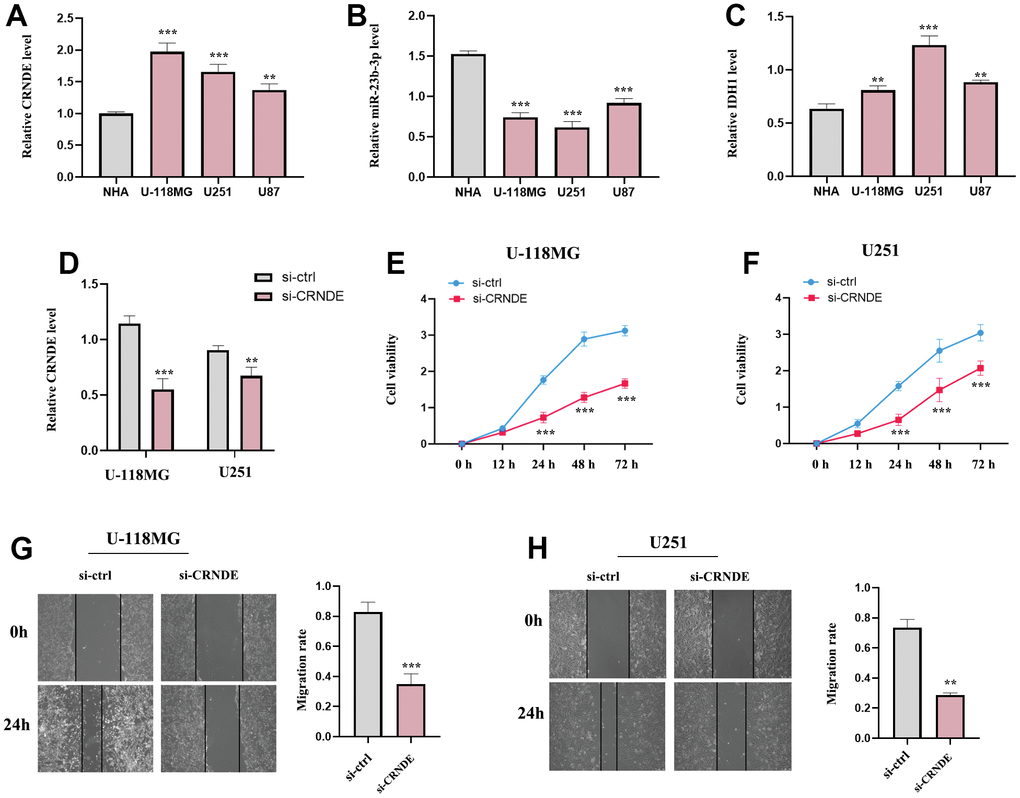 The expression of lncRNA CRNDE, IDH1 and miR-23b-3p and the function of lncRNA CRNDE in glioma cell lines. (A) LncRNA CRNDE expression in different glioma cell lines (U-118MG, U251 and U87) compared to normal astrocytes (NHA) were investigated by qRT-PCR. (B) miR-23b-3p expression in different glioma cell lines (U-118MG, U251 and U87) compared to normal astrocytes (NHA) were estimated by qRT-PCR. (C) IDH1 expression in different glioma cell lines (U-118MG, U251 and U87) compared to normal astrocytes (NHA) were estimated by qRT-PCR. (D) The efficiency of si-CRNDE. (E, F) CCK-8 assays in U-118MG and U251 cells. (G, H) Wound healing assays in U-118MG and U251 cells. *ppp