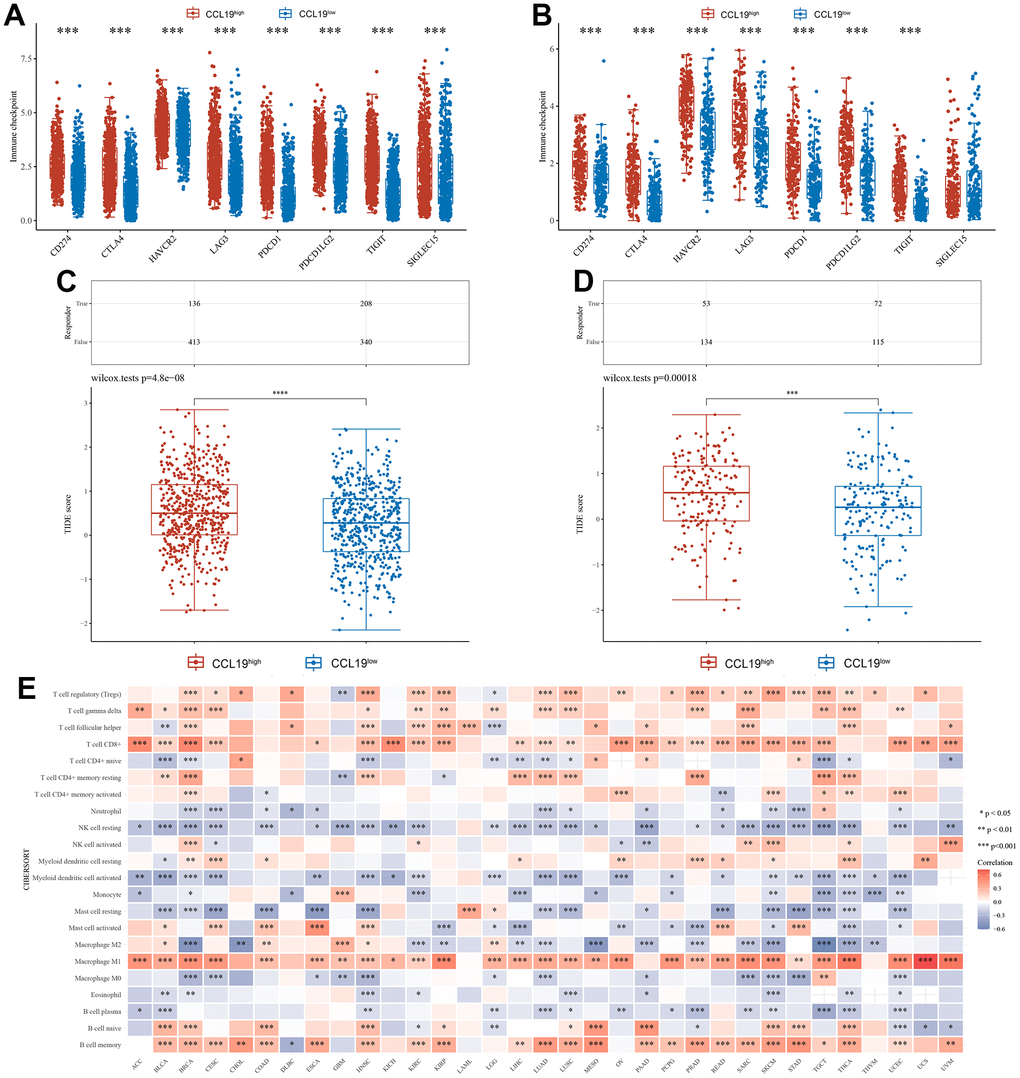 Immunological response and substantial heterogeneity occurred within BRCA and OV in accordance with CCL19 expression. (A) We studied several checkpoints expression level under high CCL19 expression and low expression in BRCA. (B) The difference of immune checkpoint between high expression group and low expression group of CCL19 in OV samples was also compared. (C) Tumor immune dysfunction and exclusion (TIDE) test was performed to check the immune infiltration in high expression group and low expression group of CCL19 in BRCA samples. (D) The difference of immune infiltration between high expression group and low expression group of CCL19 in OV was found with TIDE test. (E) We studied the correlation between CCL19 expression level and different immune cells in pan cancer. Red indicates a positive correlation between the expression of CCL19 and the activity of corresponding immune cells, while blue indicates a negative correlation.