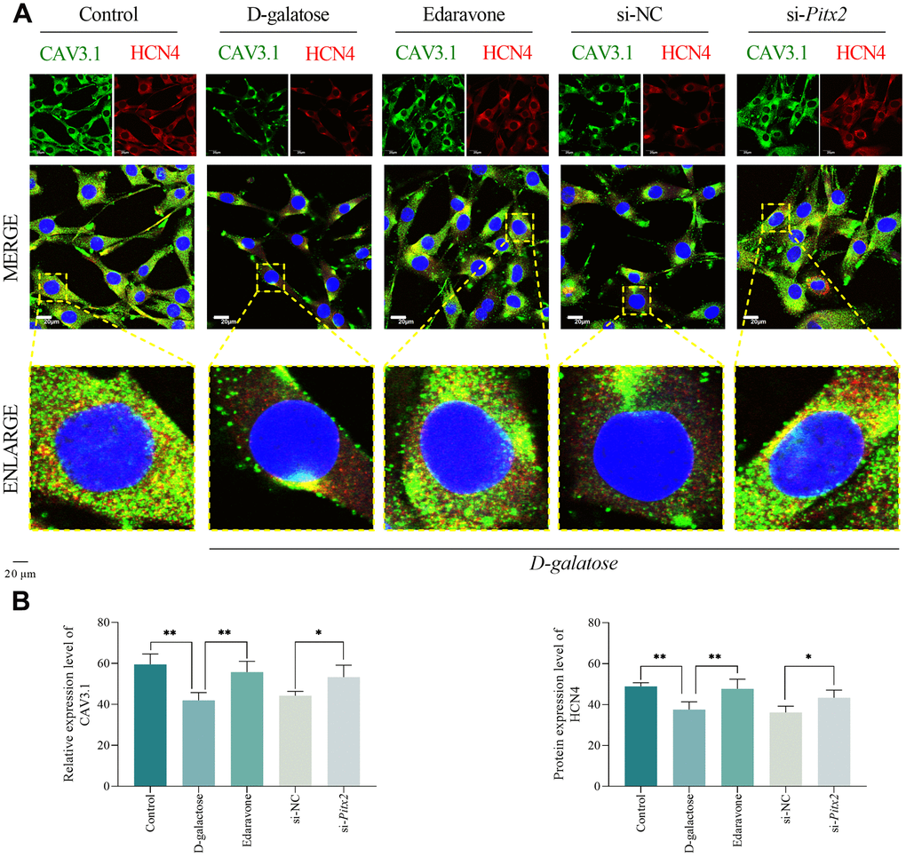 ROS scavenging and Pitx2 silencing improves pacemaker ion channel. (A, B) Immunofluorescence staining results for the indicated groups. Scale = 20 μm. * represents PPPitx2: si-Pitx2 transfection+D-galactose administered group.