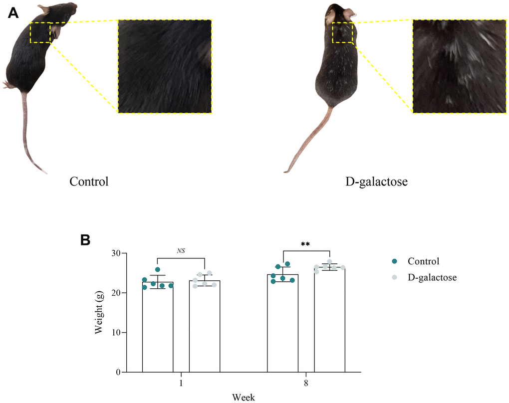 D-galactose induces senescence in mice. (A) D-galactose causes hair senescence in mice. (B) D-galactose causes weight gain in mice. NS represents P>0.05; ** represents P