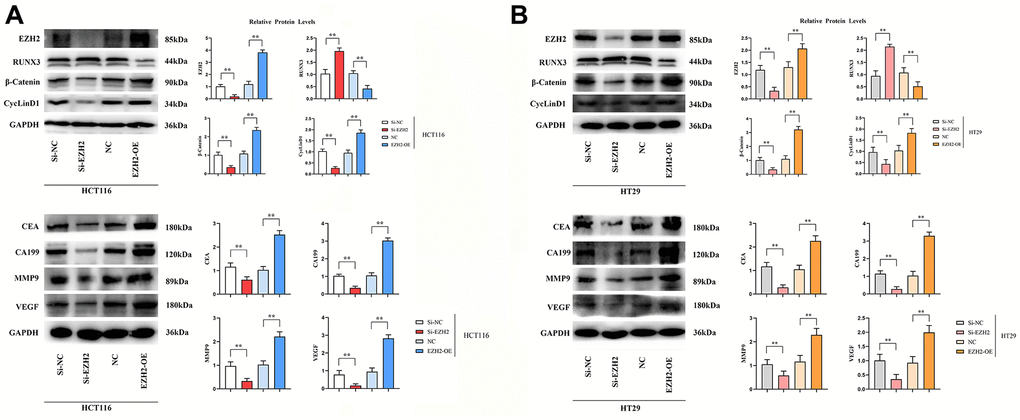 Effect of si-EZH2 and EZH2-OE transfection in colon cancer cells HCT116 and HT29 on the expression of EZH2, RUNX3, CEA, CA199, MMP-9, VEGF, β-catenin and CyclinD1 proteins. (A) Statistics on protein banding and relative protein expression of EZH2, RUNX3, CEA, CA199, MMP-9, VEGF, β-catenin and CyclinD1 in HCT116 cells; (B) Statistics on protein banding and relative protein expression of EZH2, RUNX3, CEA, CA199, MMP-9, VEGF, β-catenin and CyclinD1 in HT29 cells. (**P 