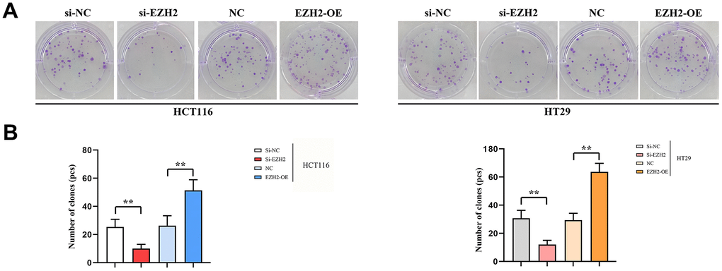 Number of monoclonal cells. (A) Plot of results of HCT116 cell and HT29 monoclonal experiments; (B) HCT116 cells and HT29 monoclonal experimental data statistics. (** P P > 0.05; N=3/Group).